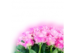 娇艳的粉色玫瑰花图