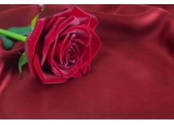 一支红色玫瑰花图