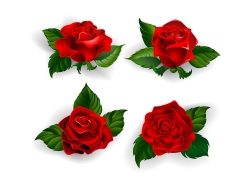 清新的手绘玫瑰花矢量素材