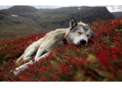 狗,花卉,睡眠,景观,西伯利亚雪橇犬,红色的花朵,动物,闭着眼睛,红