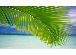 景观,棕榈树,海滩339840