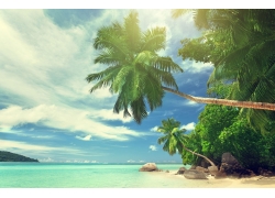 景观,水,热带,棕榈树,海滩448664