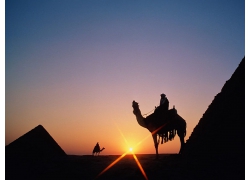 沙漠骆驼金字塔日落风景摄影图片