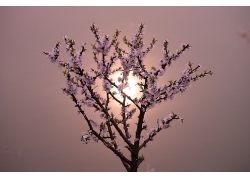 月光樱花树