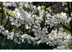 春天盛开的白色桃花树