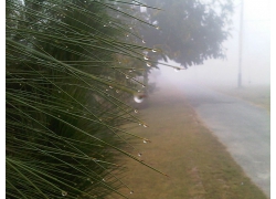 针叶林与雾水露珠