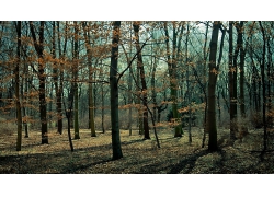 自然森林背景图片