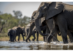 喝水的大象