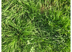 绿色草地台湾草草坪材质装饰背景